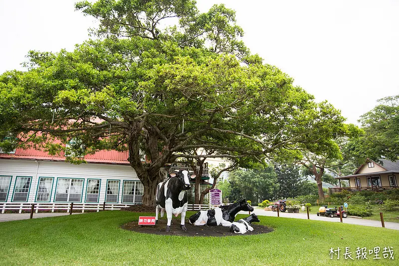 【遊記】｛苗粟。通霄鎮｝來飛牛牧場與動物們的近距離接觸！！享受那遼闊的大草原