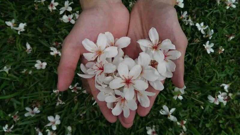 飛牛牧場@五月雪