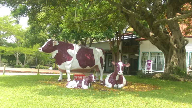 [苗栗一日遊]周末和朋友一起到飛牛牧場踏踏青吧！