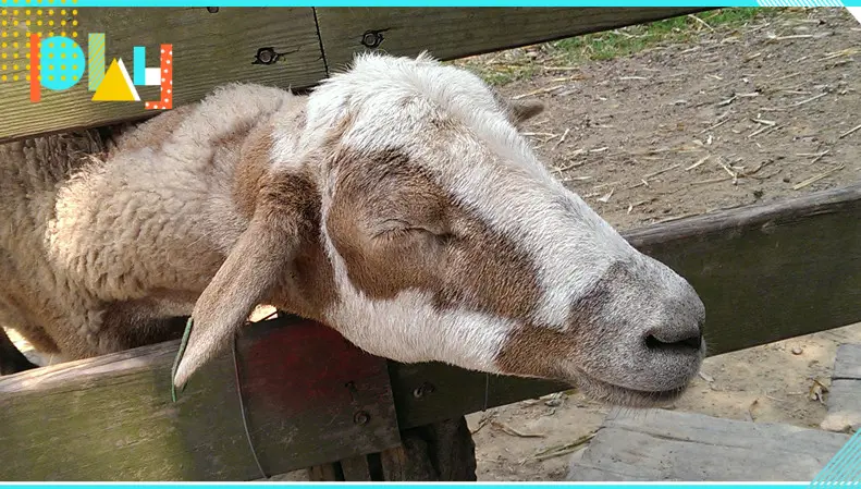 【休閒牧場推薦】苗栗飛牛牧場好好玩