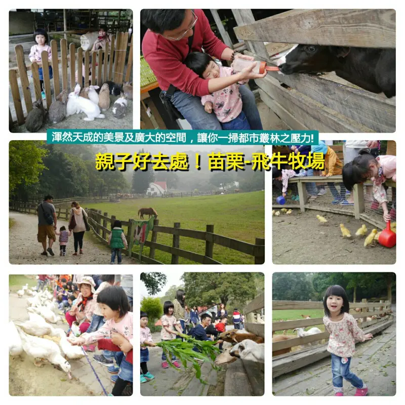 苗栗通霄 ▍飛牛牧場-充滿鄉野氣息/自然牧場.酪農生活的完美體驗/親子遊好去處!