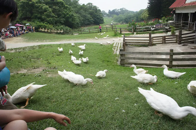牧場一日樂遊遊，蝴蝶紛飛幸福來!