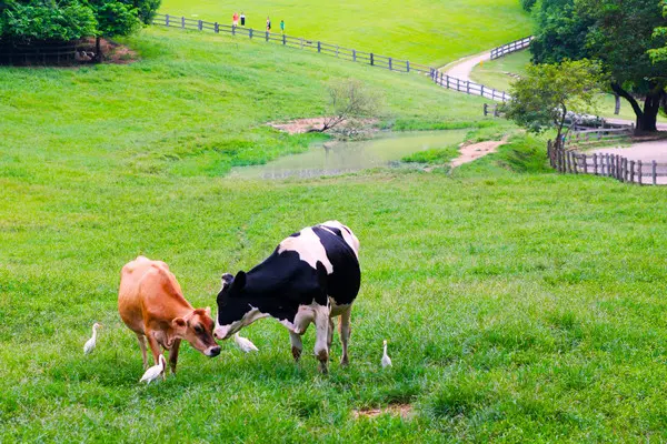 農遊超市之飛牛牧場農村廚房體驗！教你更深入了解在地文化