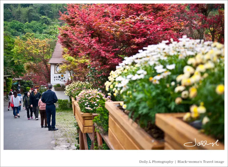 陽明山│台北奧萬大賞楓休閒園區‧醉人的春季楓情