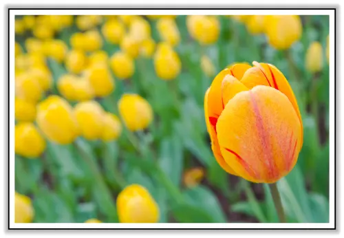 花仙子化身愛與力量的戰士，貴族權力的象徵：我在鬱金香花海～