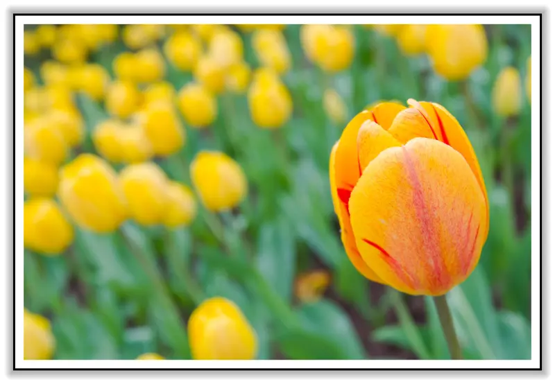 花仙子化身愛與力量的戰士，貴族權力的象徵：我在鬱金香花海～