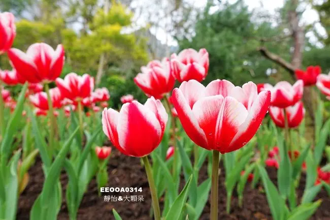 【桃園景點】桃源仙谷 ♥ 浪漫鬱金香花季 一起來鬱見幸福 214公頃的神祕花谷 @ 桃園一日遊/桃園復興鄉景點