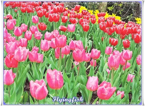 ✜ 不用出國就能滿足看鬰金香花海滴願望－「桃源仙谷」(^o^)/        
      