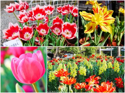 【桃園-復興區】2017桃源仙谷鬱金香花季