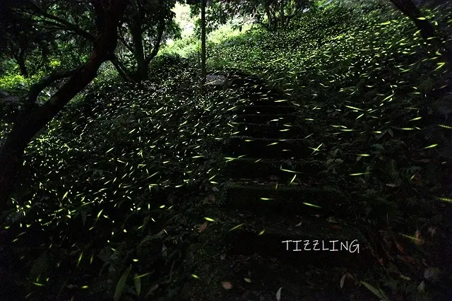 2021新北坪林｜氧森谷花園餐廳，季節限定：夜晚螢光閃閃賞螢趣～