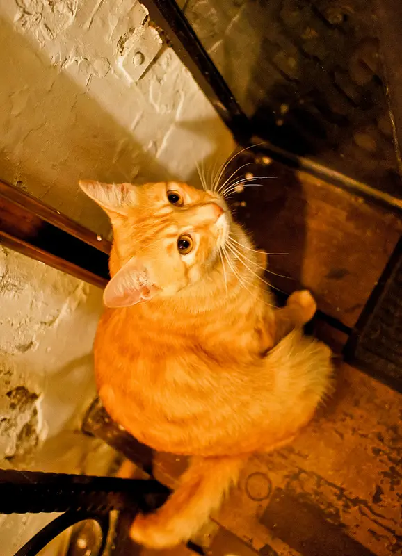 台北 波希米亞人咖啡館