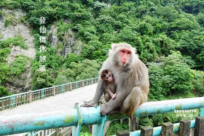 台東旅遊景點 ▶ 泰源幽谷&登仙橋休憩區 ▶ 台灣獼猴樂園 近距離看猴子玩猴子 超可愛的小猴仔