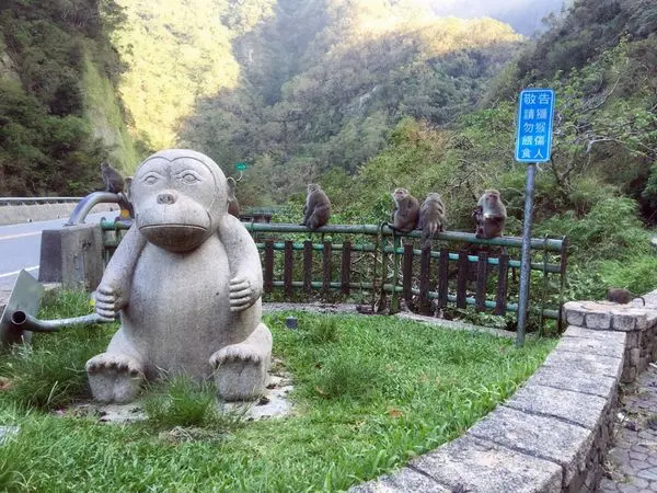 『台東景點』來猴子的地盤無料看猴趣 ||泰源幽谷|| 天然野生動物園 ||台東親子景點!