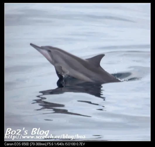 
[頭城休閒旅遊達人來帶路]宜蘭.頭城-新福豐168繞島+賞鯨
