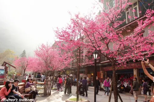 烏來櫻花祭-緋寒櫻的四季