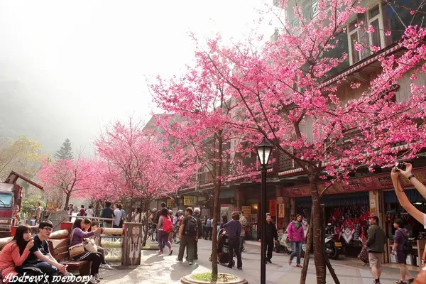 烏來櫻花祭-緋寒櫻的四季