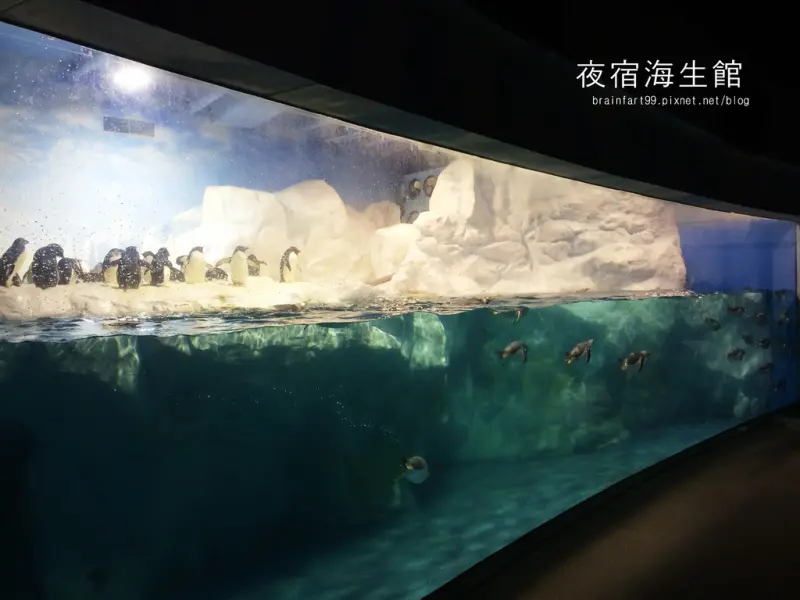 【屏東‧車城】欽點企鵝陪睡，夜宿海生館