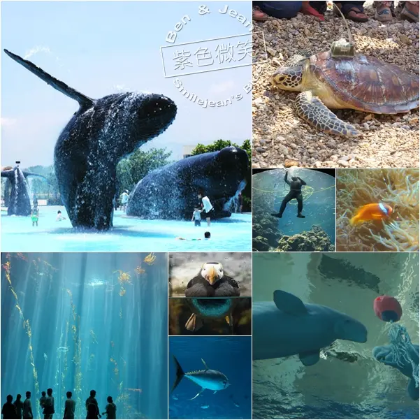 ▋屏東旅遊▋國立海洋生物博物館~巧遇海龜放生