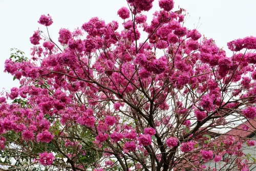 【新北-淡水區】淡水紅毛城旁紅花風鈴木盛開