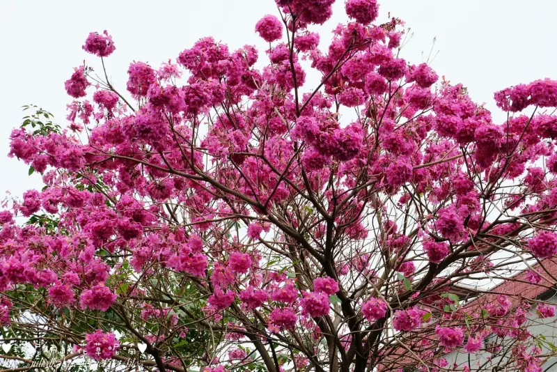 【新北-淡水區】淡水紅毛城旁紅花風鈴木盛開