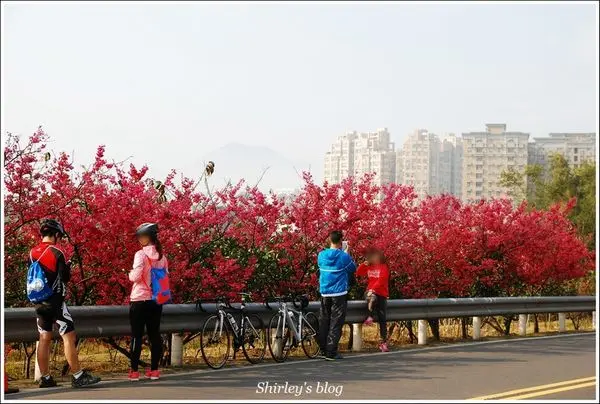 淡水小鎮邂逅櫻花散策