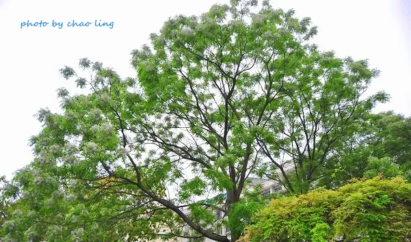 【淡水 / 賞花】淡水老街。錯過紫藤,巧遇苦楝。逛老街,騎u-bike好有趣~