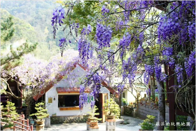 桃園龍潭。粗坑窯藝術空間~ 賞紫藤品茗玩陶休閒好去處