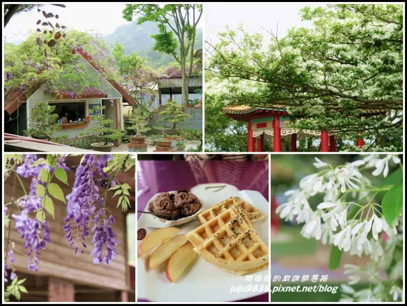 桃園龍潭。粗坑窯賞紫藤花喝下午茶。石管局流蘇花開