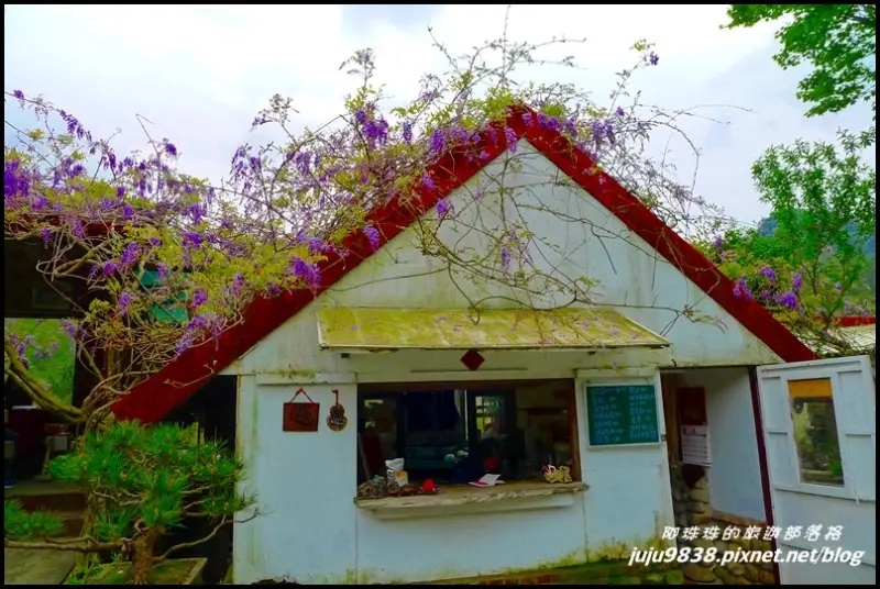 桃園龍潭。粗坑窯藝術空間紫藤花開了