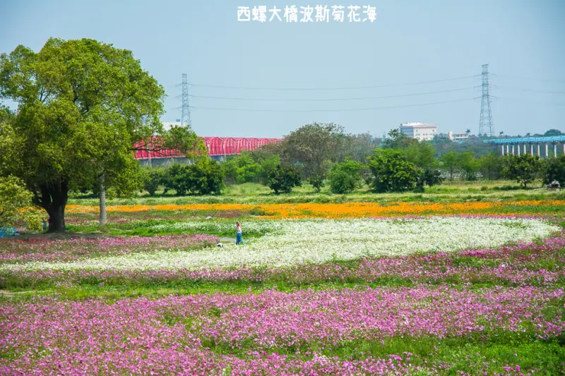 ｜雲林景點｜西螺大橋十公頃波斯菊花海盛開中，就像打翻了調色盤顏料 - 阿婷的旅行札記。
