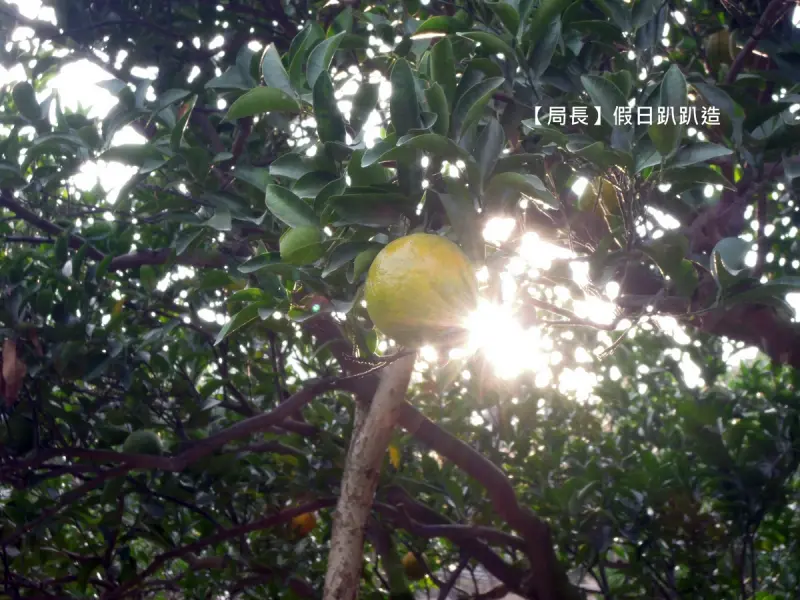 【台中大坑】橘子紅了，採橘去＠『新月傳說』的橘子真是水又甜！