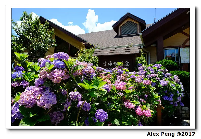 新竹縣-五峰鄉-雪霸休閒農場(2017.06.29繡球花況)+張學良故居+三毛夢屋
