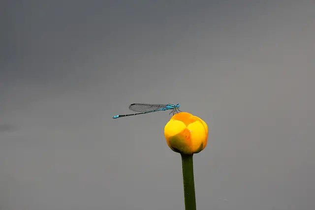 [宜蘭] 勝洋水草休閒農場～全家出遊好去處！