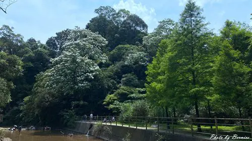 瑪西賞桐步道~七堵瑪陵坑富民親水公園玩水消暑順道賞五月雪