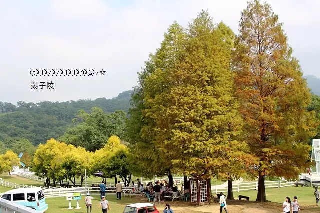 桃園。幸福Tomita。大溪富田花園農場～