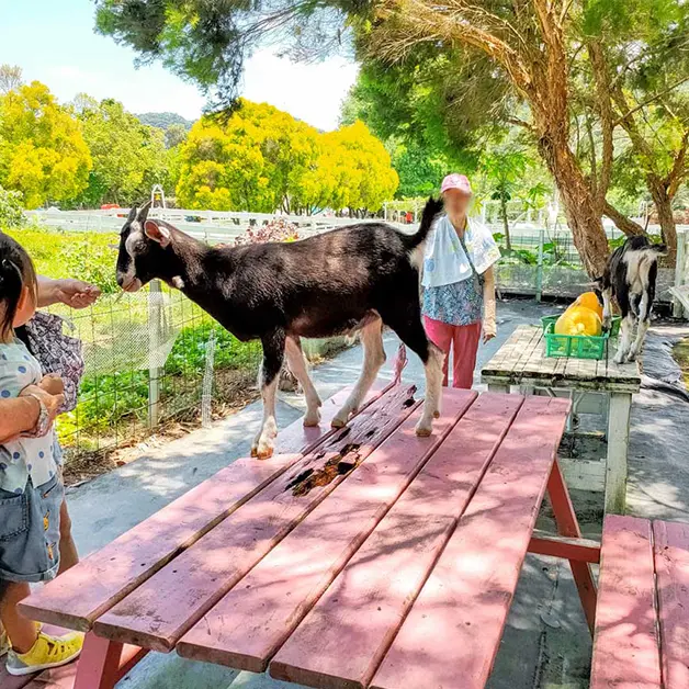 桃園旅遊。富田花園農場 寵物友善農場  草原上奔跑的羊駝、小羊  超多動物零距離接觸