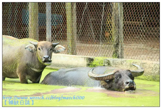 台灣水牛城之【環境篇】親子互動的好地方