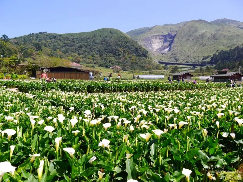 【台北-北投區】「2017竹子湖海芋季」頂湖賞海芋，綠山谷海芋園用餐