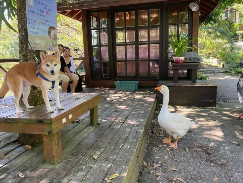 【寵物友善住宿】苗栗世外桃源湖畔花時間悠哉泡溫泉