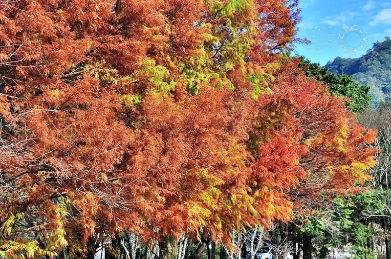 【南投清境之旅】(二)：奧萬大國家森林遊樂區