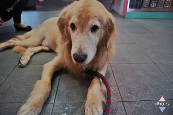 [ 食記 台北 ] 西門町｜阿毛石鍋燉飯．別再被狗勾騙進來了