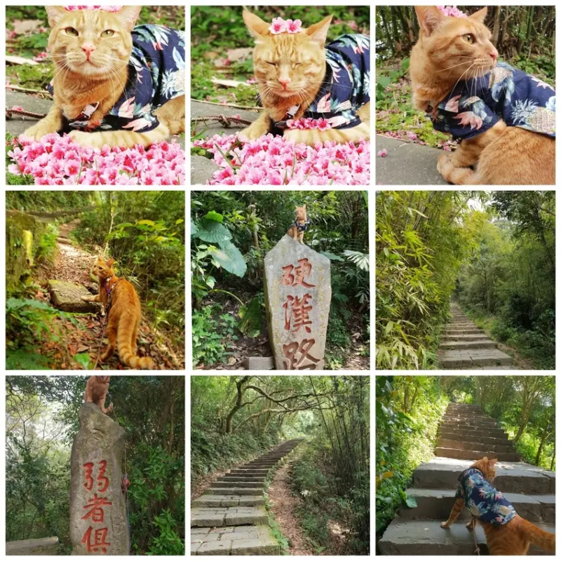 【新北.五股】觀音山硬漢嶺+bobo豹豹咖啡森林館內有多隻店貓