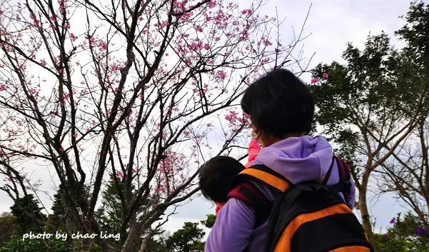 【五股 / 賞櫻】硬漢嶺。健身兼觀山海、雲海的多元步道    