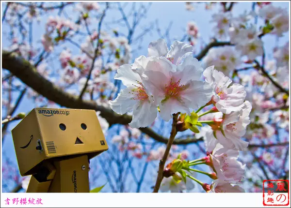 [賞花]【淡水線劍潭站】陽明山。吉野櫻綻放