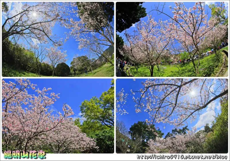 [賞花]【淡水線劍潭站】2018陽明山花季(2018.03.10即時花況)。陽明公園遊客中心前吉野櫻爆炸盛開│熱門打卡景點│限定櫻花品種│怎麼去/交通/公車/捷運/地圖/管制時間/替代道路