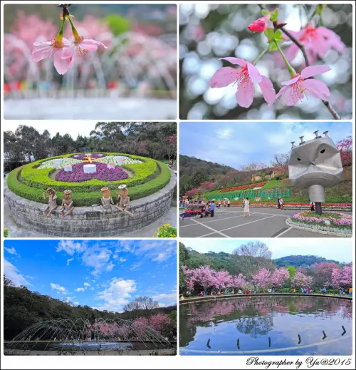 [賞花]【淡水線劍潭站】2015陽明山花季。昭和櫻綻放