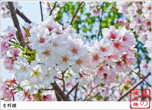 [旅記]【淡水線劍潭站】2013。陽明山花季
