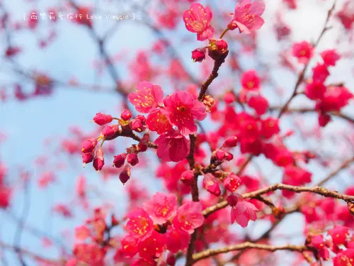 【台北 Taipei/Yang Ming mountain】來陽明山花鐘賞櫻花  2014花季開始