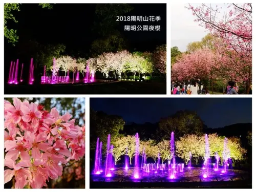 台北賞櫻景點 ▶ 2018陽明山花季 ▶ 陽明公園・花鐘賞夜櫻 春暖花開賞櫻趣 花況・交通管制・公車資訊・停車資訊