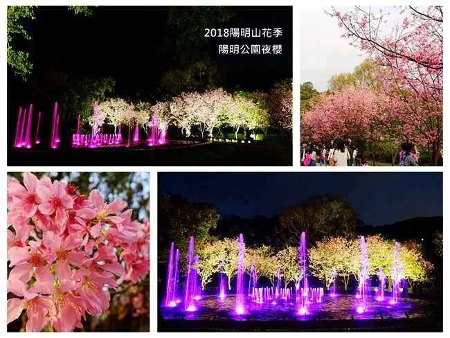 台北賞櫻景點 ▶ 2018陽明山花季 ▶ 陽明公園・花鐘賞夜櫻 春暖花開賞櫻趣 花況・交通管制・公車資訊・停車資訊